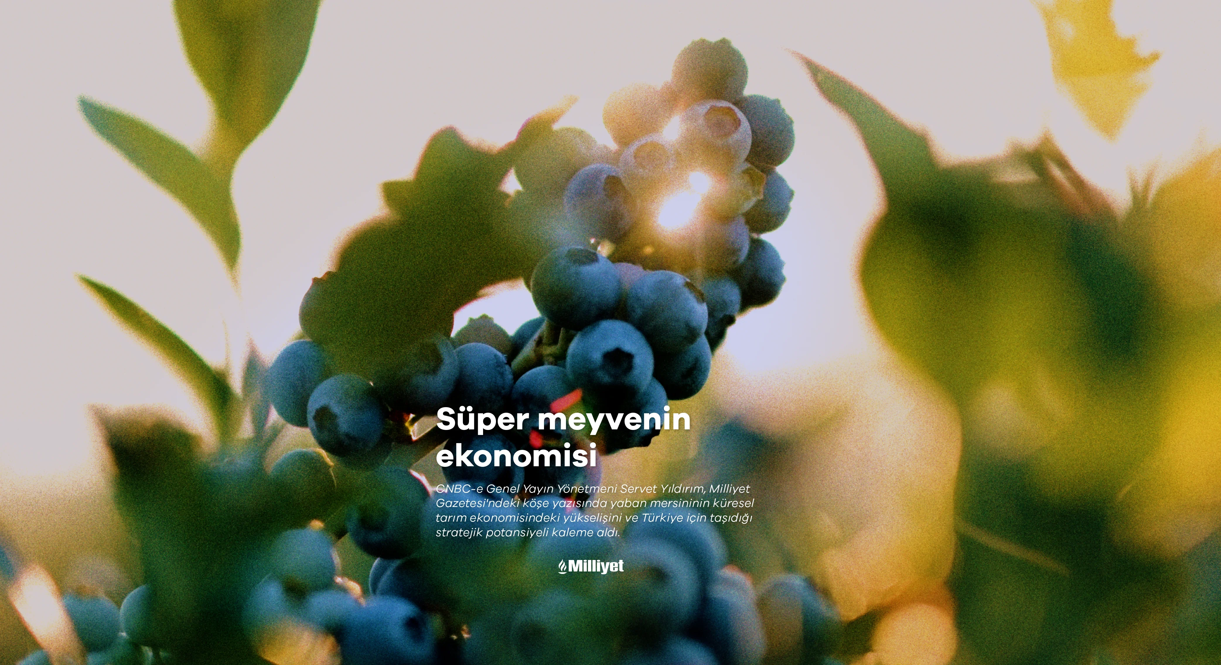 'Süper meyve'nin ekonomisi